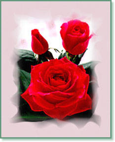 Belle rose Pour Beau coeur